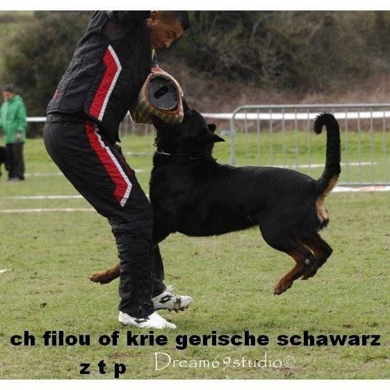 of Krie Gerische Schawarz - REGIONALE DE ROTTWEILER MIDI-PYRENEES