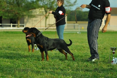 of Krie Gerische Schawarz - RESULTAT CHAMPIONA DE FRANCE DE ROTTWEILER