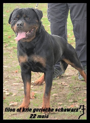 of Krie Gerische Schawarz - ROTTWEILER KENNEL OF KRIE GERISCHE SCHWARZ