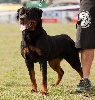  - OF KRIE GERISCHE SCHAWARZ ROTTWEILER KENNEL