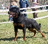  - RESULTAT  CLUB ROTTWEILER DE ESPANA GIRONA