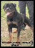  - ROTTWEILER KENNEL OF KRIE GERISCHE SCHWARZ