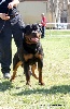  - OF KRIE GERISCHE SCHAWARZ ROTTWEILER KENNEL