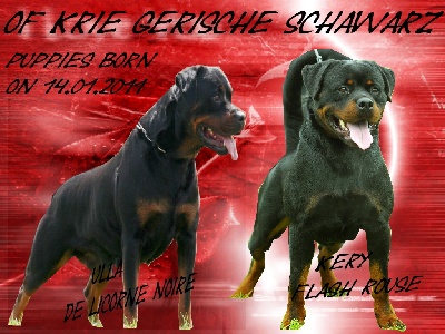 of Krie Gerische Schawarz - NEW COUPLING IN OUR KENNEL WITH