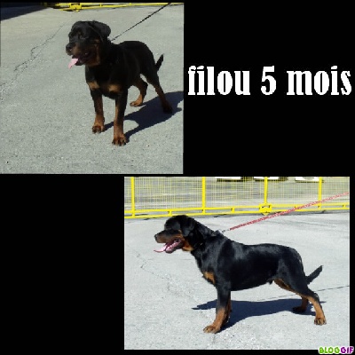 of Krie Gerische Schawarz - FILOU 5 MOIS