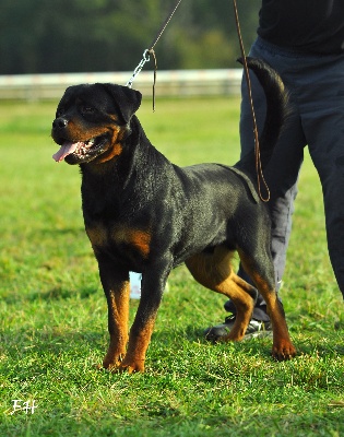 of Krie Gerische Schawarz - CACS-CACIB  CASTRES 21/11/2010