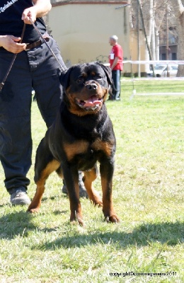 of Krie Gerische Schawarz - OF KRIE GERISCHE SCHAWARZ ROTTWEILER KENNEL