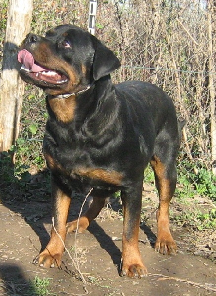 F'ulla of Krie Gerische Schawarz