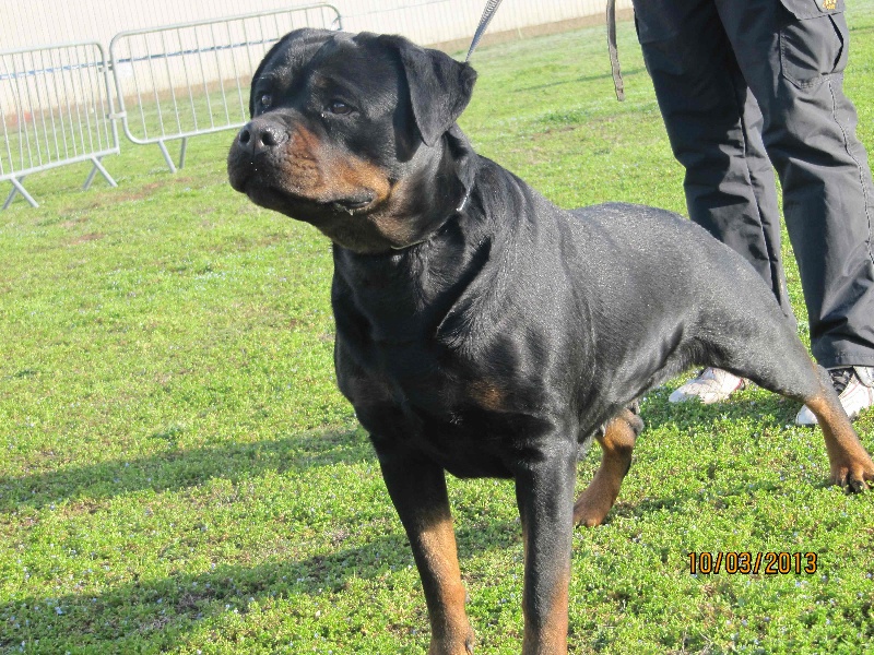 Face of Krie Gerische Schawarz