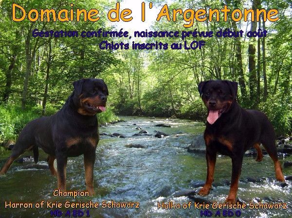 RÉSERVATION CHIOTS ROTTWEILER L O F