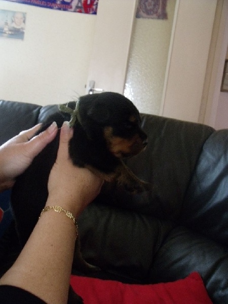 of Krie Gerische Schawarz - Rottweiler - Portée née le 10/05/2014